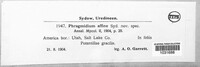 Image of Phragmidium affine